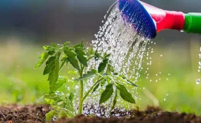 西红柿多久浇水「种植黑番茄怎么浇水视频」 西红柿多久浇水「种植黑番茄怎么浇水视频」 花朵知识