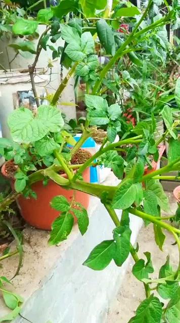 土豆怎样扦插西红柿「怎么种植番茄土豆种子呢」 土豆怎样扦插西红柿「怎么种植番茄土豆种子呢」 花朵知识