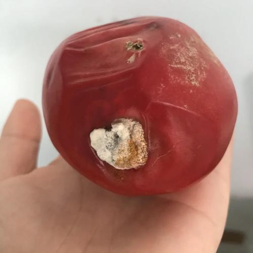 密封番茄酸汤发霉了怎么办「种植番茄土发霉怎么处理好」 密封番茄酸汤发霉了怎么办「种植番茄土发霉怎么处理好」 番茄种植技巧