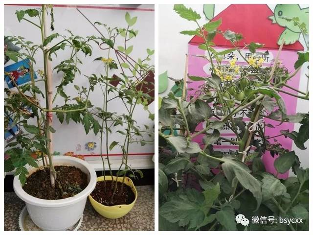盆栽番茄施肥方法全过程「番茄种植的全过程需要怎样施肥」 盆栽番茄施肥方法全过程「番茄种植的全过程需要怎样施肥」 番茄病虫害防治