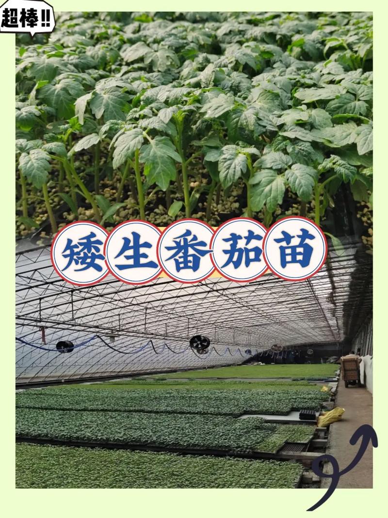 如何进行葡萄，番茄立体种植「黑葡萄番茄怎么种植方法视频」 如何进行葡萄，番茄立体种植「黑葡萄番茄怎么种植方法视频」 花朵知识