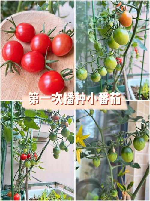 羊粪种植什么最好「簇生番茄怎么种植视频」 羊粪种植什么最好「簇生番茄怎么种植视频」 土壤施肥
