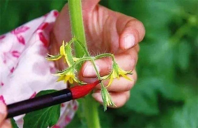 西红柿催花最快的方法「番茄怎么种植开花快呢」 农业常识 西红柿催花最快的方法「番茄怎么种植开花快呢」 西红柿催花最快的方法「番茄怎么种植开花快呢」 农业常识