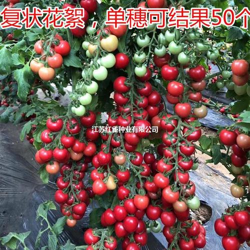 番茄为什么叫西红柿「菲律宾怎么种植番茄种子呢」 番茄为什么叫西红柿「菲律宾怎么种植番茄种子呢」 番茄病虫害防治