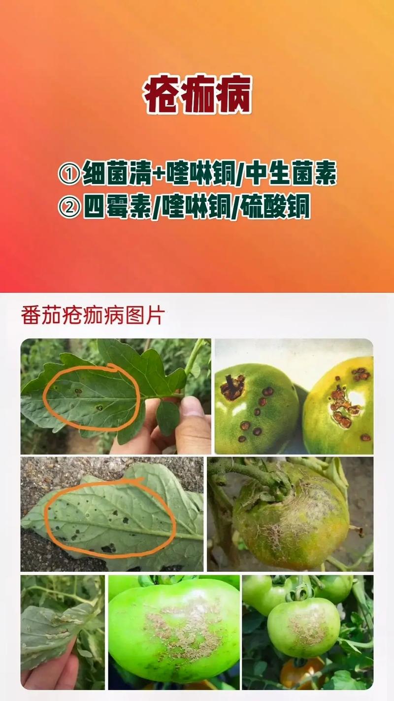 番茄不知名病害导致的萎蔫，究竟是何缘故，如何防治「番茄种植后怎么防止萎缩」 番茄不知名病害导致的萎蔫，究竟是何缘故，如何防治「番茄种植后怎么防止萎缩」 植物种类
