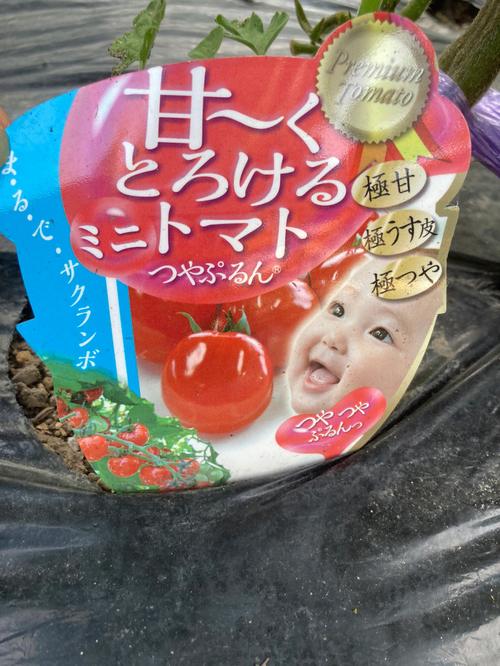 圣女果种植技术「番茄圣女果怎么种植视频」 圣女果种植技术「番茄圣女果怎么种植视频」 土壤施肥