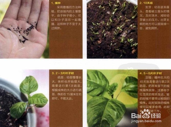 6月15号左右种什么菜「蔬菜种植小技巧韩红视频教程」 6月15号左右种什么菜「蔬菜种植小技巧韩红视频教程」 番茄病虫害防治