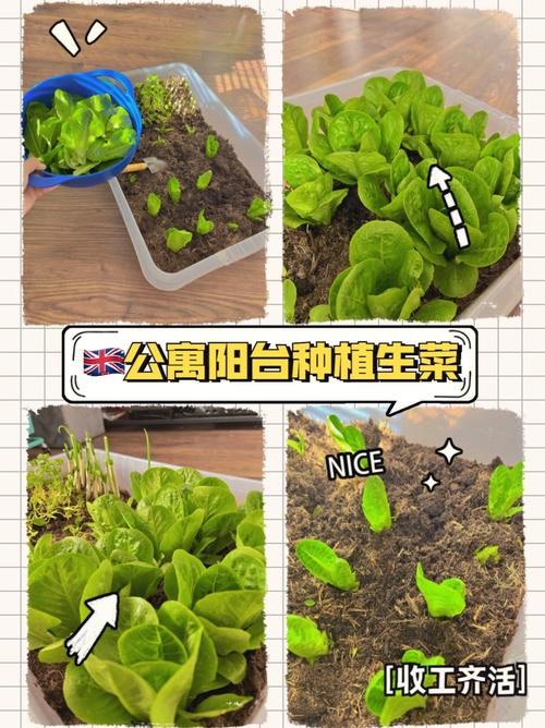 通辽市有多少条街道「北花园蔬菜种植小技巧视频」 通辽市有多少条街道「北花园蔬菜种植小技巧视频」 土壤施肥