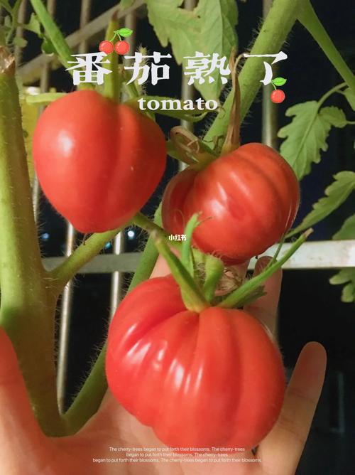 怎么使番茄快速变红「番茄怎么种植才会变红色」 怎么使番茄快速变红「番茄怎么种植才会变红色」 植物种类