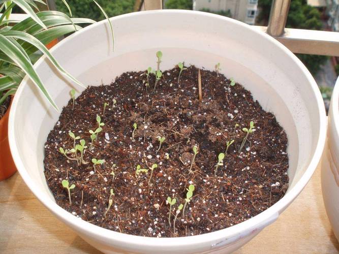 你有没有碰到过一两件难事,是你之前以为很简单的「福清小番茄果子怎么种植的」 土壤施肥 你有没有碰到过一两件难事,是你之前以为很简单的「福清小番茄果子怎么种植的」 你有没有碰到过一两件难事,是你之前以为很简单的「福清小番茄果子怎么种植的」 土壤施肥