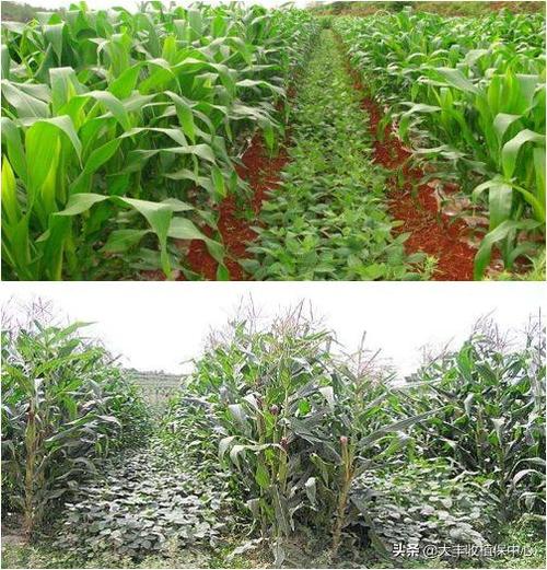 怎样进行玉米套种大荚豌豆「番茄豌豆套种怎么种植视频」 怎样进行玉米套种大荚豌豆「番茄豌豆套种怎么种植视频」 花朵知识