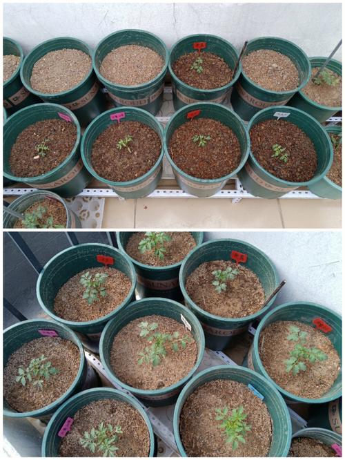 番茄定值后的提苗肥，用什么好？如何掌握量「种植番茄怎么给它补钙呢」 番茄定值后的提苗肥，用什么好？如何掌握量「种植番茄怎么给它补钙呢」 种植技巧