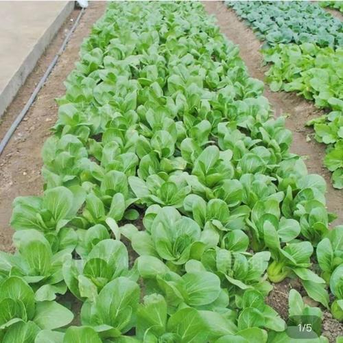 农村种植上海青播种到成熟全过程「上海蔬菜种植技巧与方法视频」 农村种植上海青播种到成熟全过程「上海蔬菜种植技巧与方法视频」 植物种类