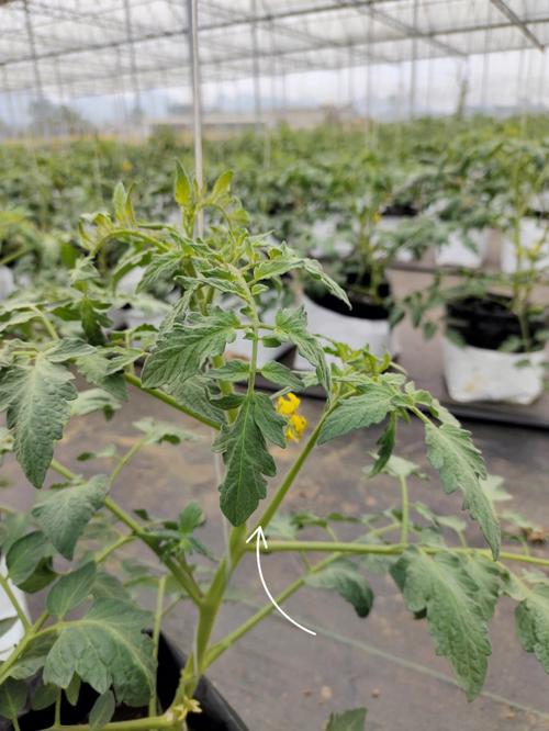 番茄种植管理如何挂枝条「番茄怎么插杆子种植图片大全」 农业常识 番茄种植管理如何挂枝条「番茄怎么插杆子种植图片大全」 番茄种植管理如何挂枝条「番茄怎么插杆子种植图片大全」 农业常识