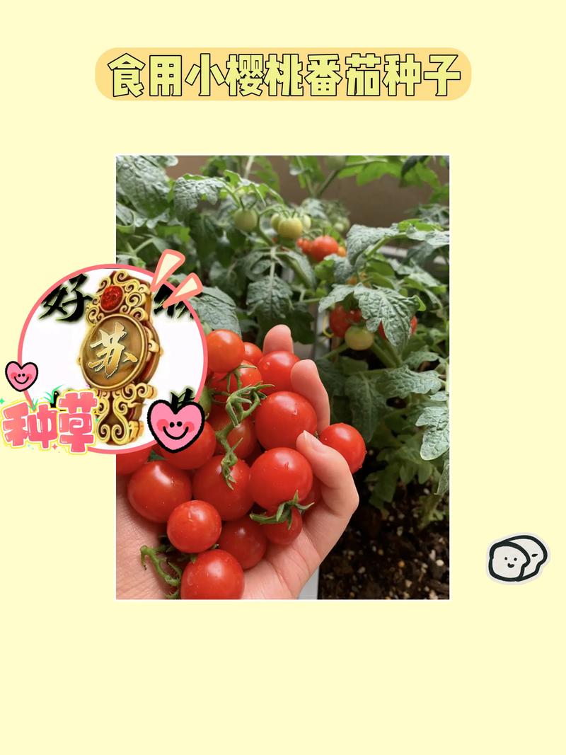 香槟樱桃番茄种子种植方法「杂交大番茄种子怎么种植的」 香槟樱桃番茄种子种植方法「杂交大番茄种子怎么种植的」 农业常识