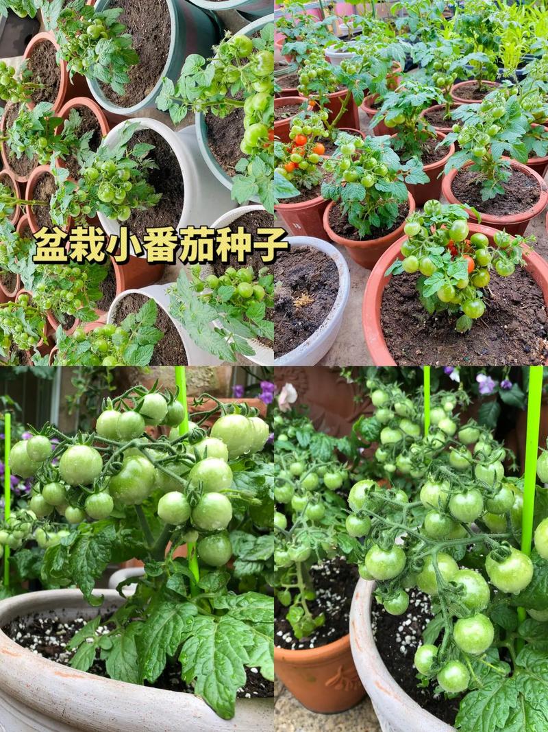 阳台上种小番茄,几个小方法让番茄结的又多又好「袖珍番茄怎么种植方法视频」 番茄种植技巧 阳台上种小番茄,几个小方法让番茄结的又多又好「袖珍番茄怎么种植方法视频」 阳台上种小番茄,几个小方法让番茄结的又多又好「袖珍番茄怎么种植方法视频」 番茄种植技巧