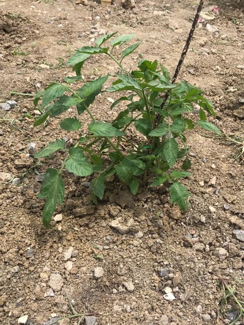番茄苗移栽后没长新根什么原因「番茄种植怎么修苗视频」 番茄苗移栽后没长新根什么原因「番茄种植怎么修苗视频」 花朵知识