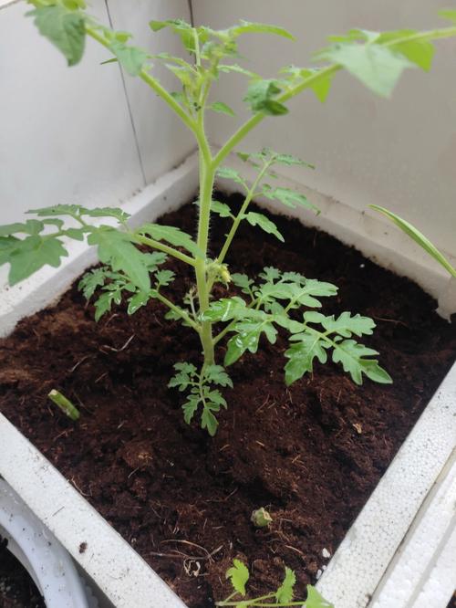 花盆种四季黄秧小白菜怎么种「泡沫番茄怎么种植视频教程」 花盆种四季黄秧小白菜怎么种「泡沫番茄怎么种植视频教程」 植物种类