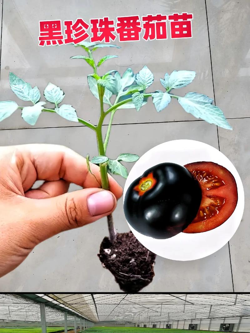 黑珍珠番茄盆栽种植方法「黑珍珠番茄种植方法和时间」 黑珍珠番茄盆栽种植方法「黑珍珠番茄种植方法和时间」 土壤施肥