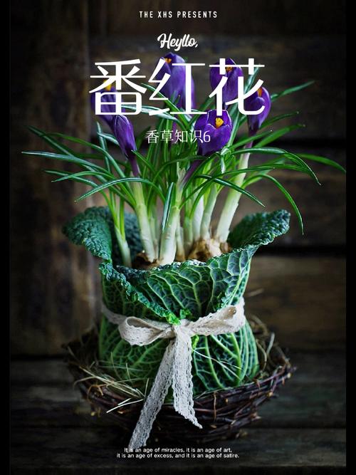 大家真的了解藏红花吗?最好的顶级的藏红花来自于哪里「小花农种植番茄怎么种植」 土壤施肥 大家真的了解藏红花吗?最好的顶级的藏红花来自于哪里「小花农种植番茄怎么种植」 大家真的了解藏红花吗?最好的顶级的藏红花来自于哪里「小花农种植番茄怎么种植」 土壤施肥
