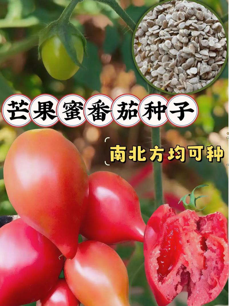 芒果番茄品种介绍「芒果蜜番茄怎么种植视频」 番茄种植技巧 芒果番茄品种介绍「芒果蜜番茄怎么种植视频」 芒果番茄品种介绍「芒果蜜番茄怎么种植视频」 番茄种植技巧