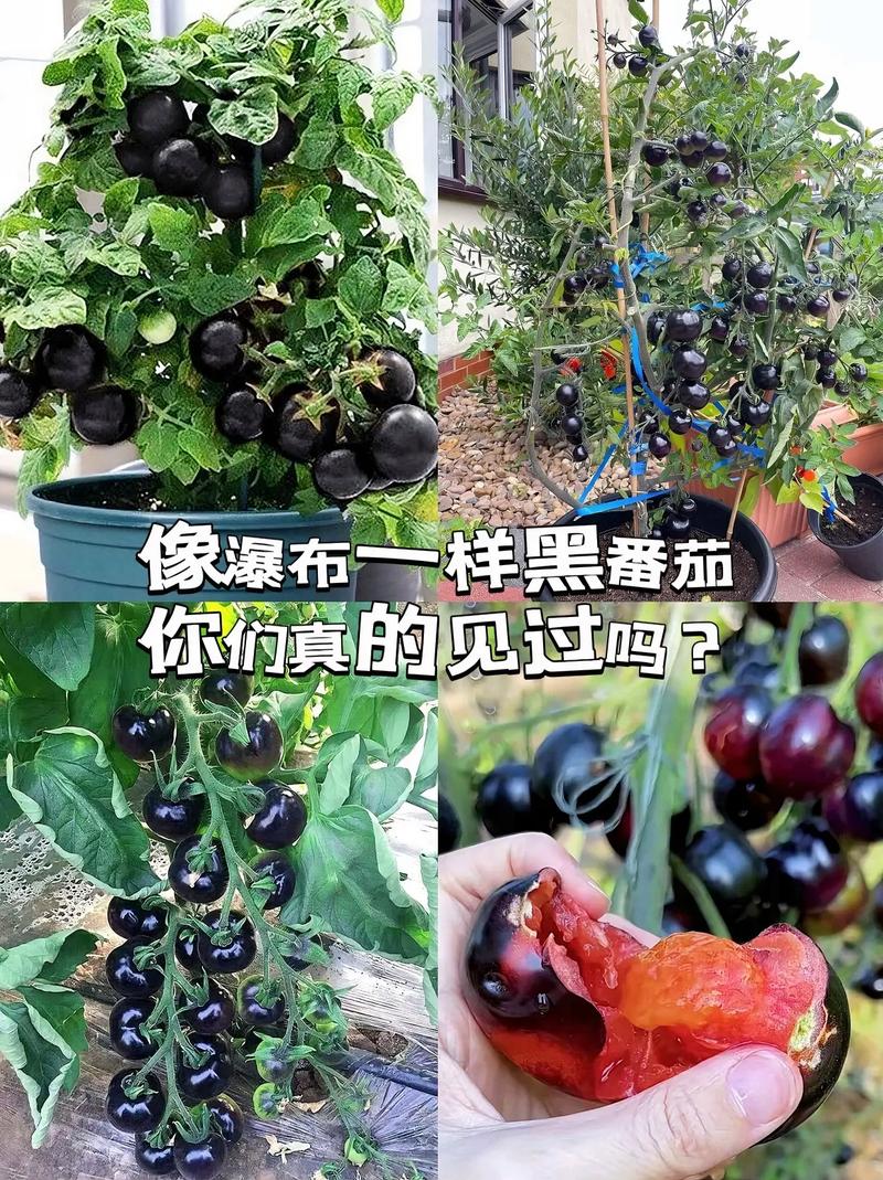 如何用“像……似的”造一个比喻句「黑宝石番茄种子怎么种植视频」 如何用“像……似的”造一个比喻句「黑宝石番茄种子怎么种植视频」 植物种类