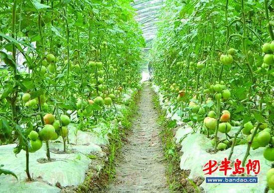 西红柿大棚里如何种植？适合什么季节「大棚秋番茄怎么种植视频」 西红柿大棚里如何种植？适合什么季节「大棚秋番茄怎么种植视频」 花朵知识
