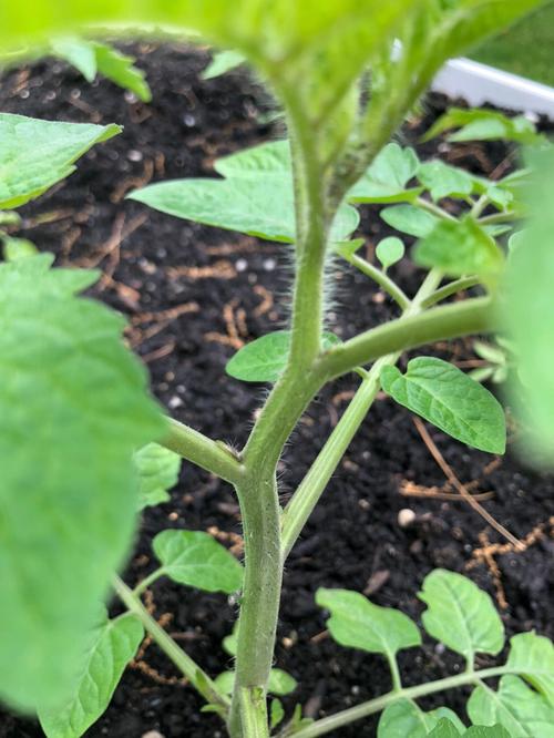 西红柿茎杆太粗怎么办「番茄种植杆子怎么处理好」 西红柿茎杆太粗怎么办「番茄种植杆子怎么处理好」 种植技巧