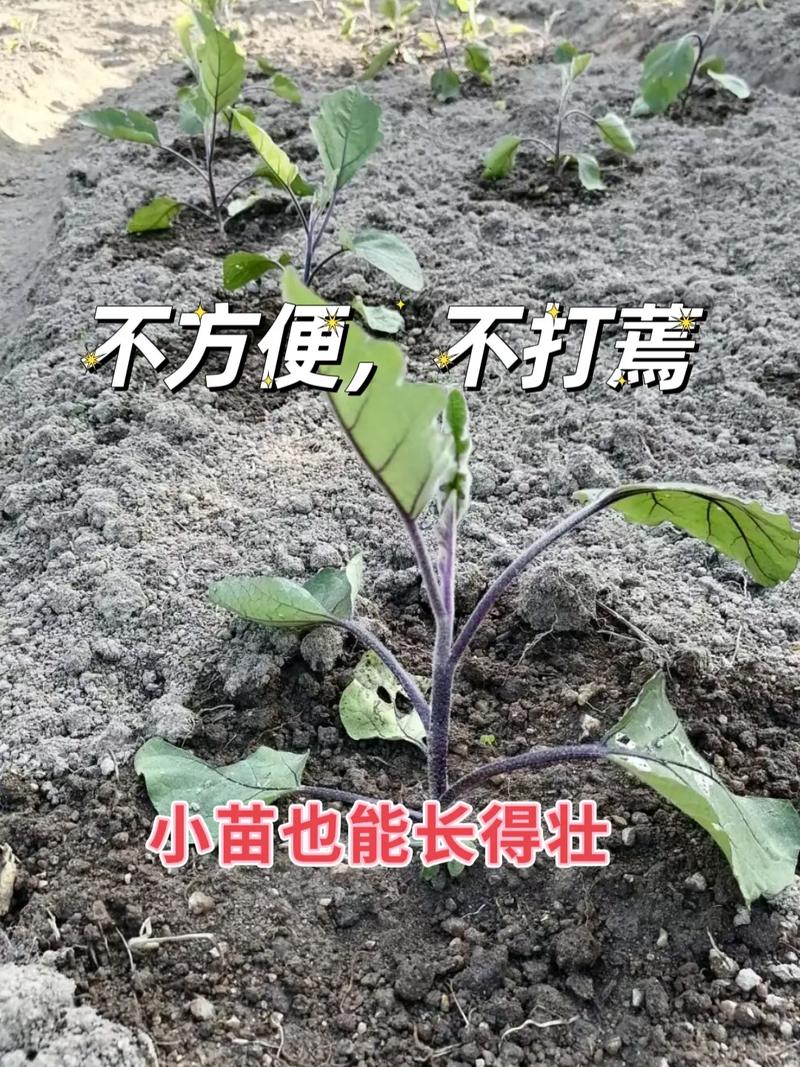 请问大棚里的辣椒、茄子、西红柿、黄瓜是怎样授粉的?我没看到有蜜蜂在大棚里飞啊「大棚番茄如何授粉」 请问大棚里的辣椒、茄子、西红柿、黄瓜是怎样授粉的?我没看到有蜜蜂在大棚里飞啊「大棚番茄如何授粉」 种植技巧