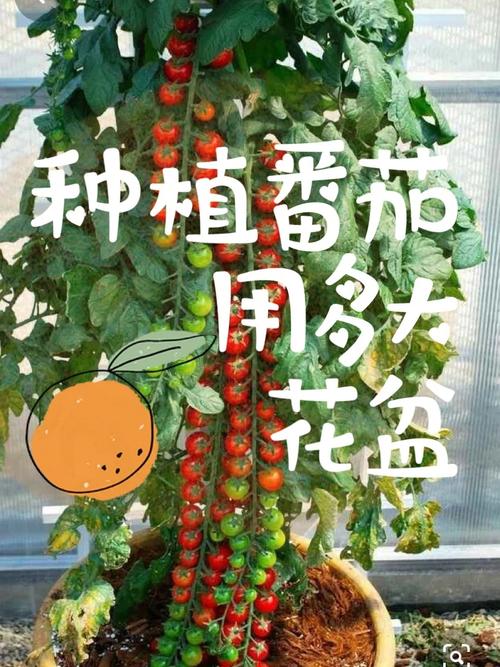 番茄小说怎么弄成视频版「黑番茄盆栽怎么种植视频教程」 番茄小说怎么弄成视频版「黑番茄盆栽怎么种植视频教程」 番茄病虫害防治