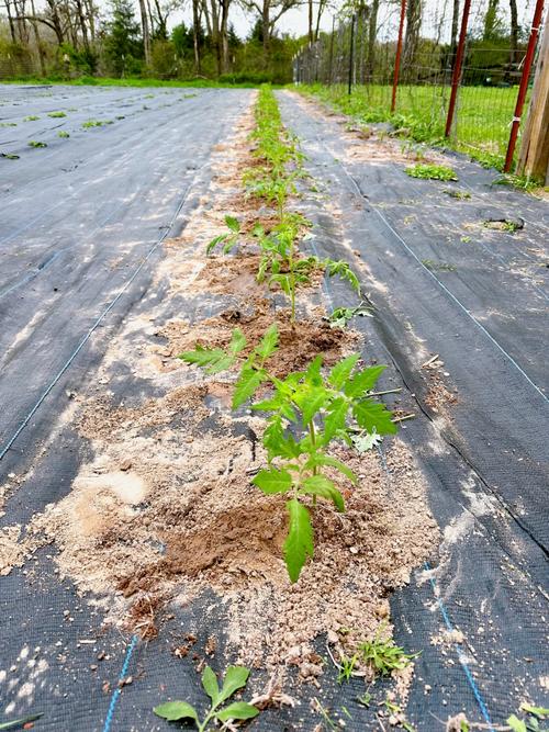 番茄怎么种植「番茄怎么种植菜地视频」 番茄怎么种植「番茄怎么种植菜地视频」 植物种类