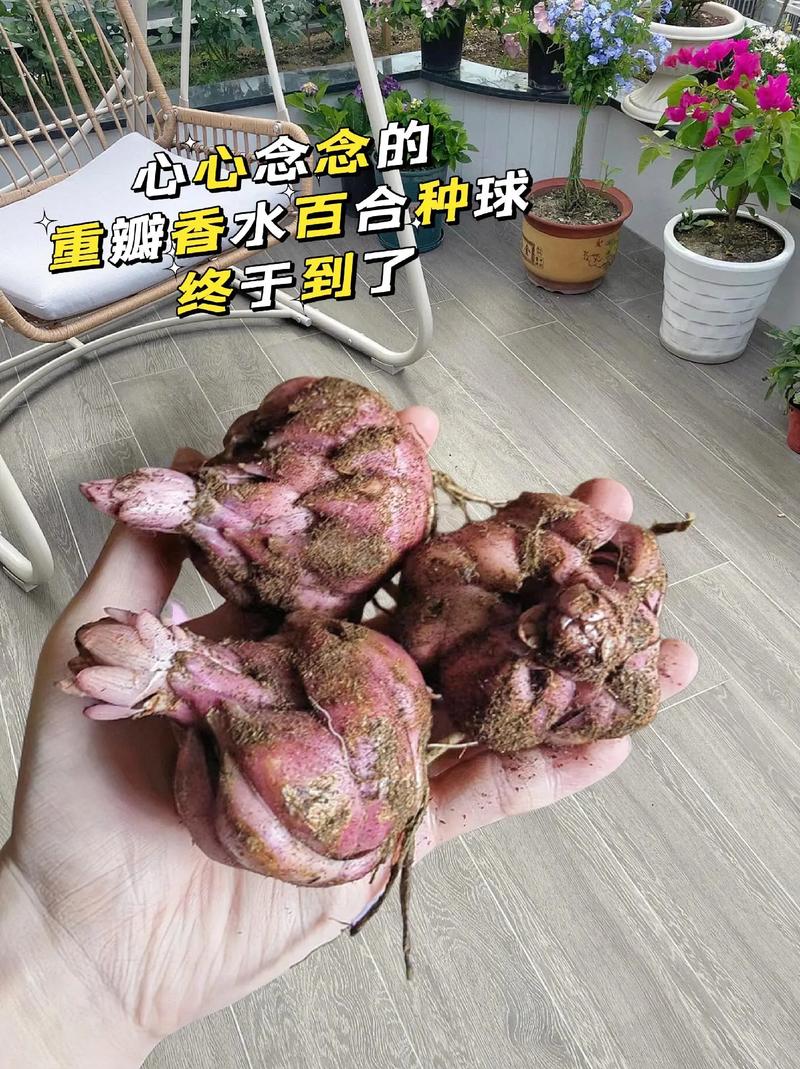 哪些搞笑段子或者图片让你久久忘记不了「夏天香水番茄怎么种植的」 哪些搞笑段子或者图片让你久久忘记不了「夏天香水番茄怎么种植的」 植物种类