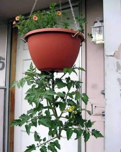 阳光房庭院种植什么好「吊兰盆种番茄怎么种植视频」 阳光房庭院种植什么好「吊兰盆种番茄怎么种植视频」 种植技巧
