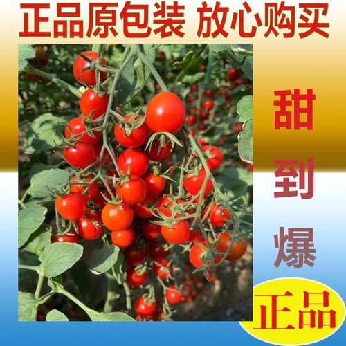 樱桃蕃茄如何反季节种植？栽培过程中有哪些技术「晚秋小番茄种子怎么种植视频」 樱桃蕃茄如何反季节种植？栽培过程中有哪些技术「晚秋小番茄种子怎么种植视频」 番茄病虫害防治
