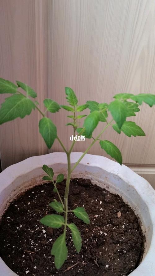 栽种番茄技术？刚开花需要浇什么肥「罐子番茄怎么种植方法视频」 栽种番茄技术？刚开花需要浇什么肥「罐子番茄怎么种植方法视频」 番茄种植技巧