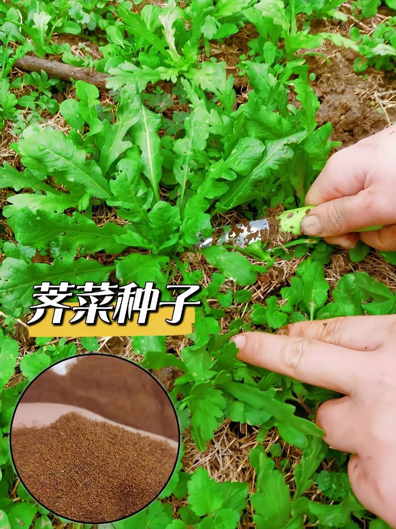 荠菜炒葫芦的做法「荠菜怎么种植小番茄种子图片」 荠菜炒葫芦的做法「荠菜怎么种植小番茄种子图片」 种植技巧