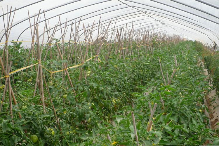 大棚种植西红柿有前景吗「番茄怎么种植大棚图片大全」 大棚种植西红柿有前景吗「番茄怎么种植大棚图片大全」 花朵知识