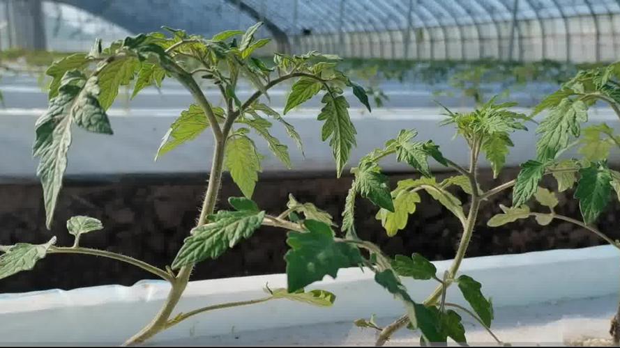 西红柿苗能水培么，快快「怎么用水种植番茄视频」 西红柿苗能水培么，快快「怎么用水种植番茄视频」 植物种类