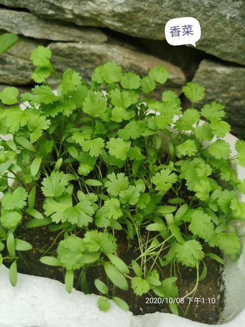 种过芹菜的地能种番茄吗「番茄怎么种植蔬菜视频」 种过芹菜的地能种番茄吗「番茄怎么种植蔬菜视频」 植物种类
