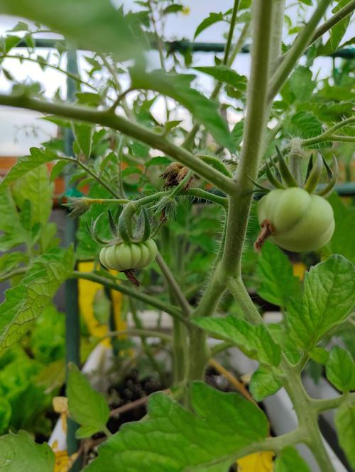 什么可以种「铁树番茄种子怎么种植视频」 什么可以种「铁树番茄种子怎么种植视频」 番茄种植技巧