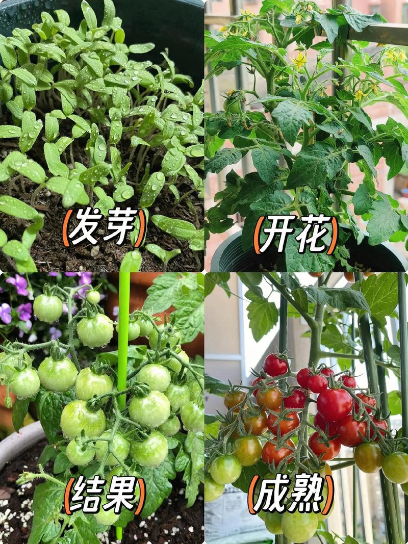 小番茄在家用盆怎么种植「怎么家庭种植小番茄呢」 小番茄在家用盆怎么种植「怎么家庭种植小番茄呢」 农业常识