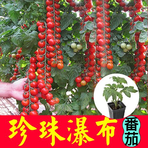 串收番茄的生长习性「怎么种植串番茄苗视频」 串收番茄的生长习性「怎么种植串番茄苗视频」 番茄种植技巧