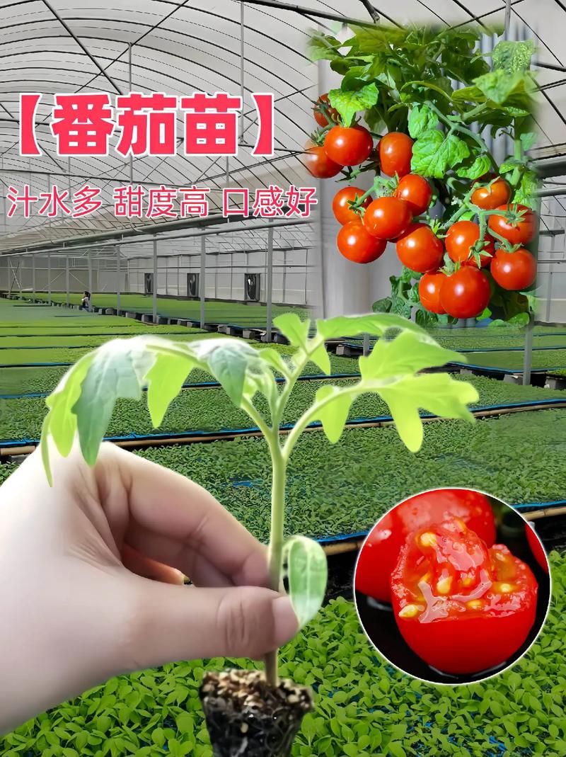 春茬番茄什么时候定植最好「春天怎么种植番茄苗最好呢」 春茬番茄什么时候定植最好「春天怎么种植番茄苗最好呢」 土壤施肥