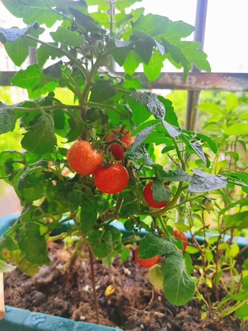 露天西红柿怎样栽「种植番茄罗勒怎么种的视频」 露天西红柿怎样栽「种植番茄罗勒怎么种的视频」 花朵知识