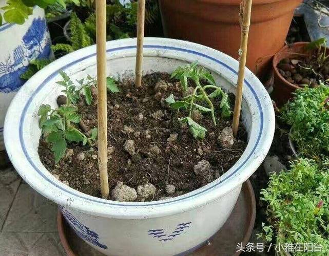 小番茄苗种植方法全过程「大番茄苗怎么种植视频」 小番茄苗种植方法全过程「大番茄苗怎么种植视频」 植物种类