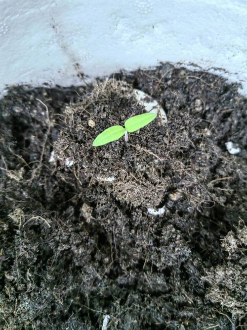 番茄苗尖断了会重新发芽吗「番茄主茎断了怎么种植的视频」 番茄病虫害防治 番茄苗尖断了会重新发芽吗「番茄主茎断了怎么种植的视频」 番茄苗尖断了会重新发芽吗「番茄主茎断了怎么种植的视频」 番茄病虫害防治