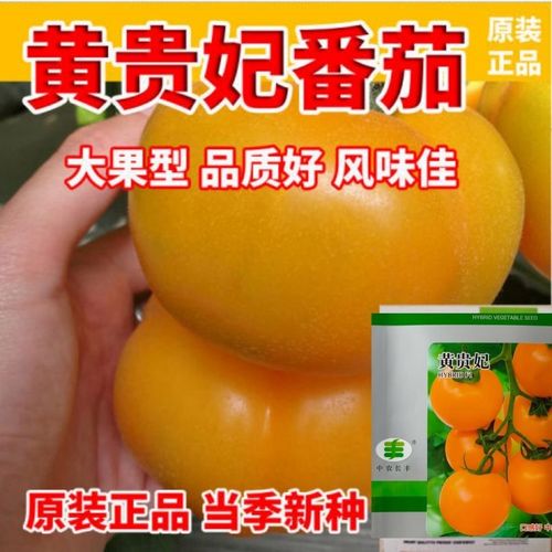 黄贵妃番茄种子种法「大番茄种植种子怎么发芽快」 黄贵妃番茄种子种法「大番茄种植种子怎么发芽快」 植物种类