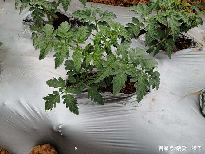 西红柿栽苗后多少天揭掉地膜「番茄怎么用地膜种植视频」 西红柿栽苗后多少天揭掉地膜「番茄怎么用地膜种植视频」 植物种类