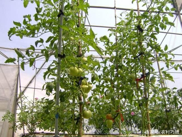 冬暖棚番茄如何套种冬瓜「什么叫毛粉番茄」 冬暖棚番茄如何套种冬瓜「什么叫毛粉番茄」 植物种类