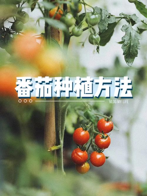 番茄树种植技术，番茄树怎么种植「番茄鱼怎么种植的视频」 番茄树种植技术，番茄树怎么种植「番茄鱼怎么种植的视频」 番茄病虫害防治